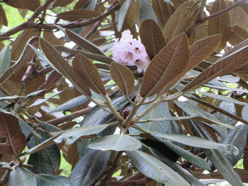 Rhododendron rex (1)